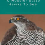 1 Hawks In Indiana 10 Hoosier State Hawks To See