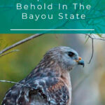 1 Hawks In Louisiana 9 Species To Behold In The Bayou State