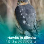 10 Hawks In Illinois 10 Spectacular Species You Need To See