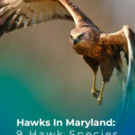 Hawks In Maryland