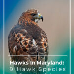 2 Hawks In Maryland 9 Hawk Species Spotted In Little America