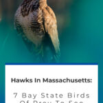 2 Hawks In Massachusetts 7 Bay State Birds Of Prey To See