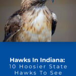 3 Hawks In Indiana 10 Hoosier State Hawks To See