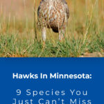 3 Hawks In Minnesota 9 Species You Just Cant Miss