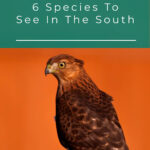 3 Hawks In Mississippi 6 Species To See In The South