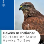 5 Hawks In Indiana 10 Hoosier State Hawks To See