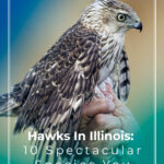 6 Hawks In Illinois 10 Spectacular Species You Need To See