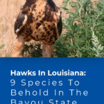 6 Hawks In Louisiana 9 Species To Behold In The Bayou State