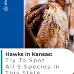 7 Hawks In Kansas Try To Spot All 9 Species In This State