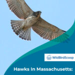 7 Hawks In Massachusetts 7 Bay State Birds Of Prey To See