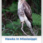 7 Hawks In Mississippi 6 Species To See In The South