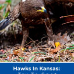 8 Hawks In Kansas Try To Spot All 9 Species In This State