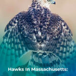 8 Hawks In Massachusetts 7 Bay State Birds Of Prey To See
