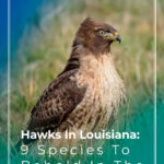 9 Hawks In Louisiana 9 Species To Behold In The Bayou State
