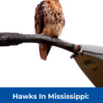 9 Hawks In Mississippi 6 Species To See In The South