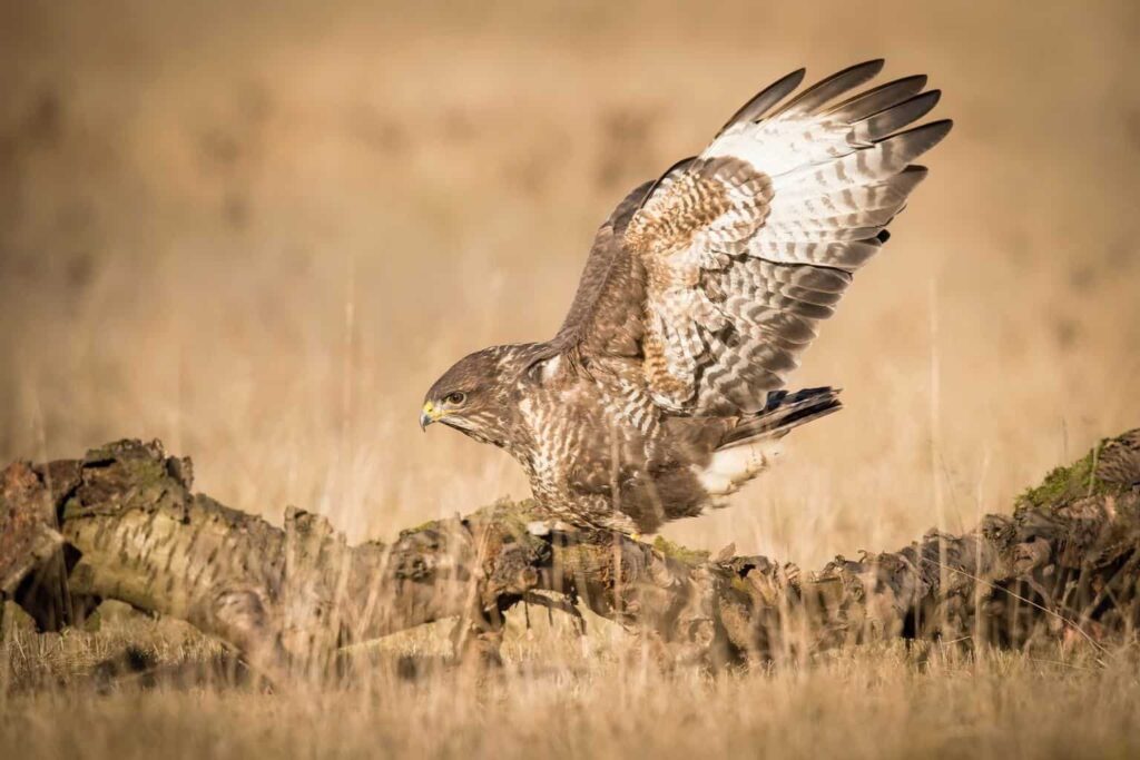 Hawks In Montana