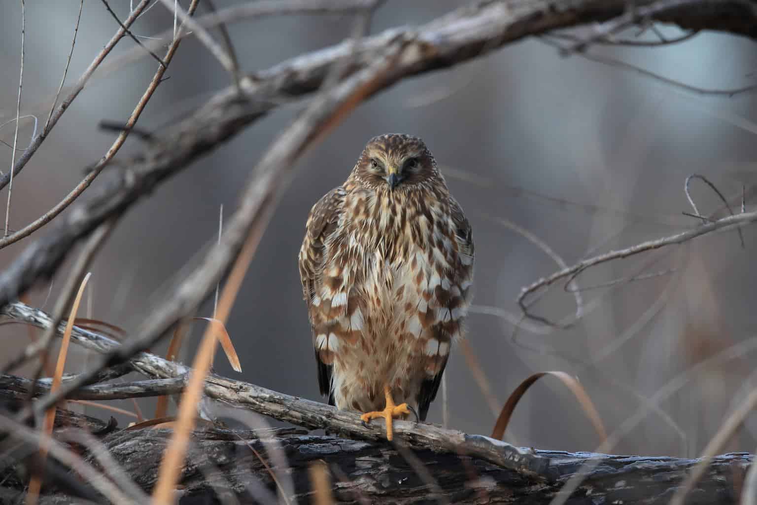 Northern Harrier