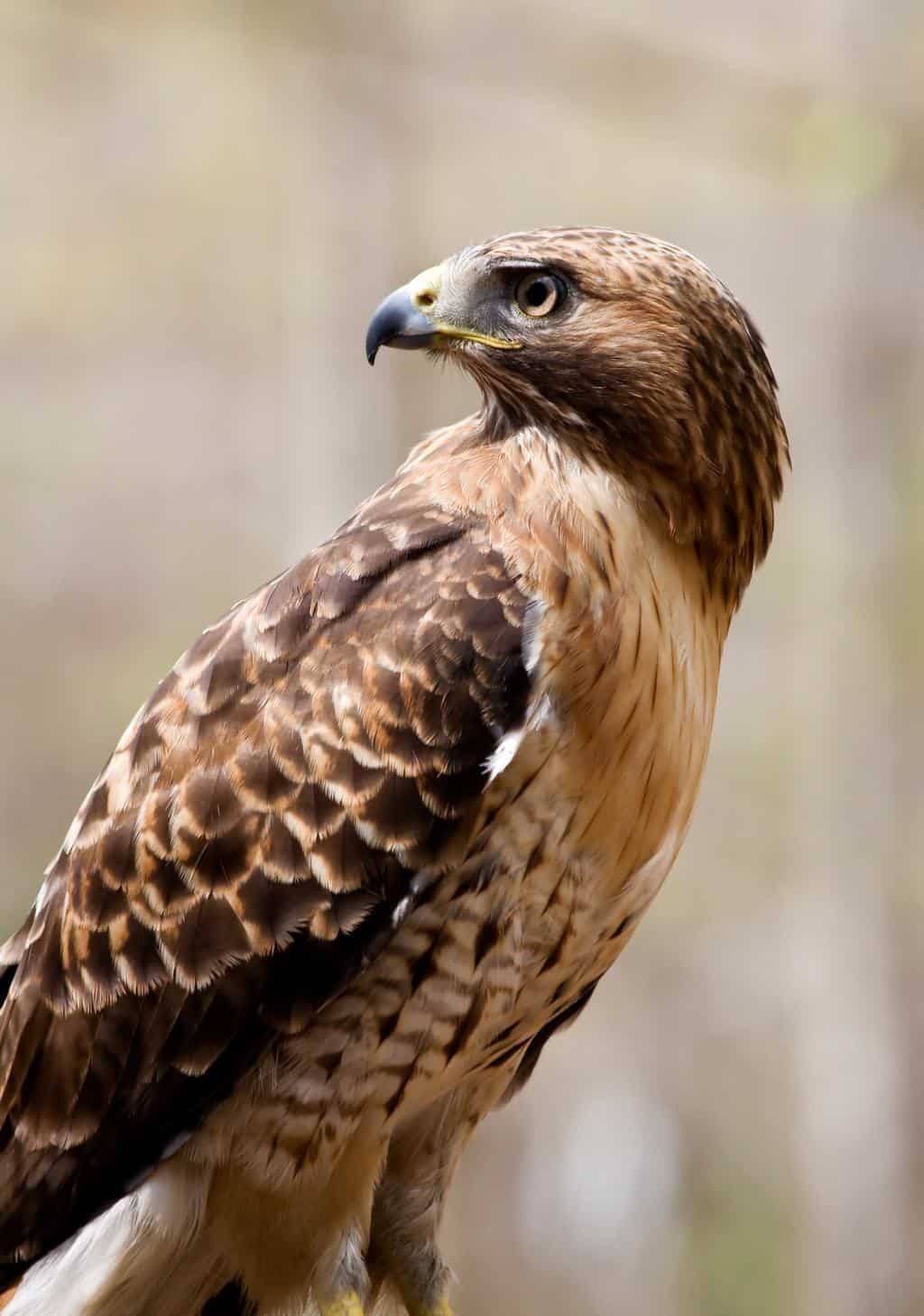 Red-Tailed Hawk