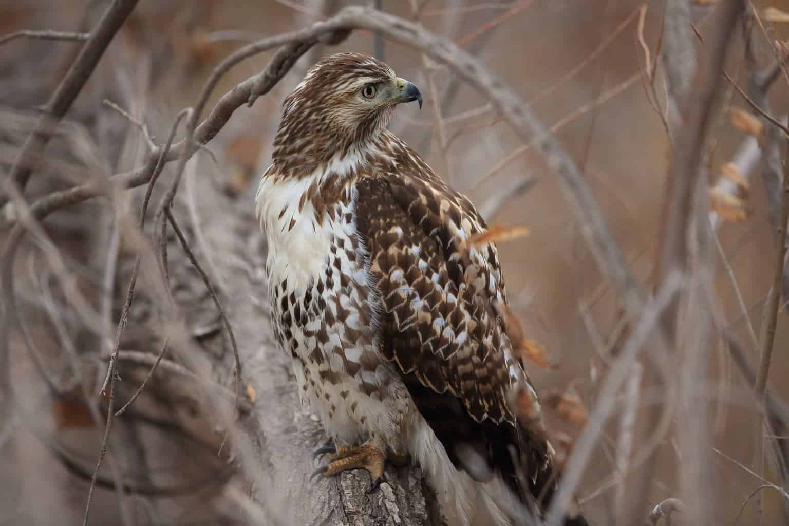 Red-Tailed Hawk