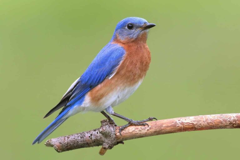 Eastern Bluebird