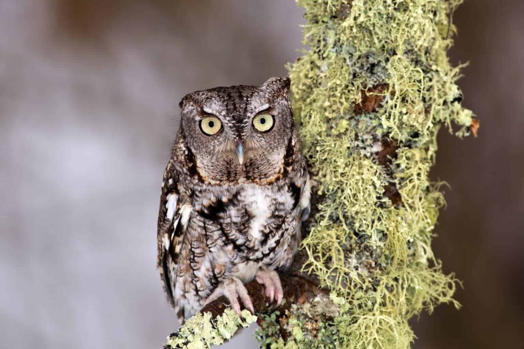 Owls In Alabama
