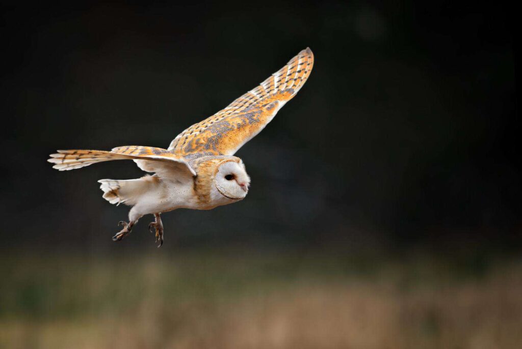 Owls In Kansas 8 Sunflower State Species To Look For
