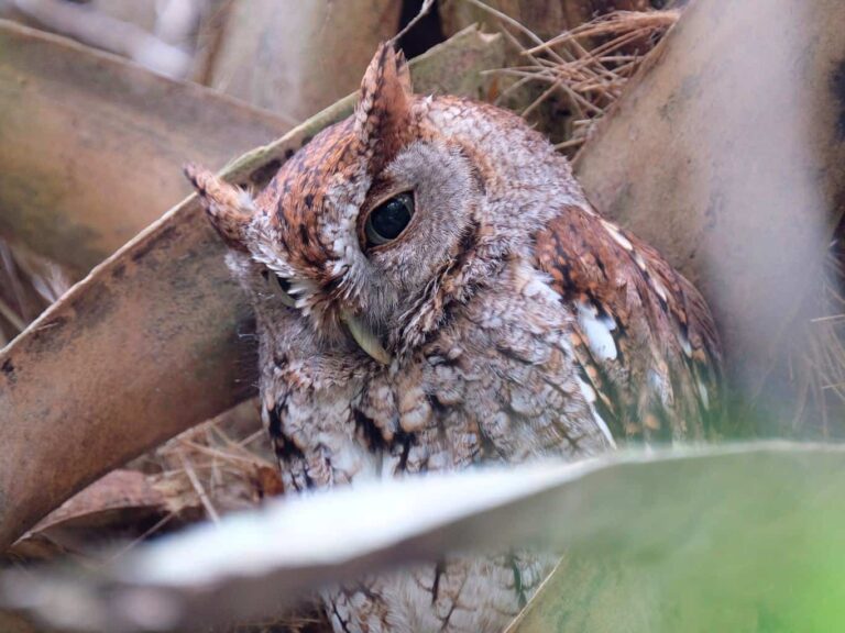 Eastern Screech-Owl