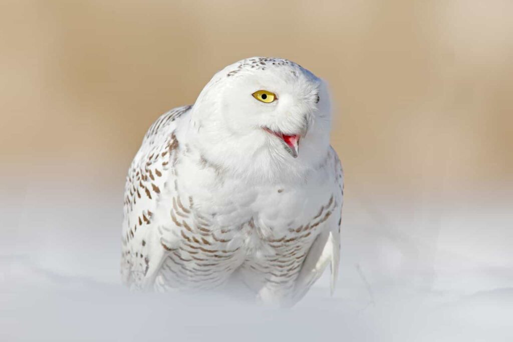 Owls In Colorado
