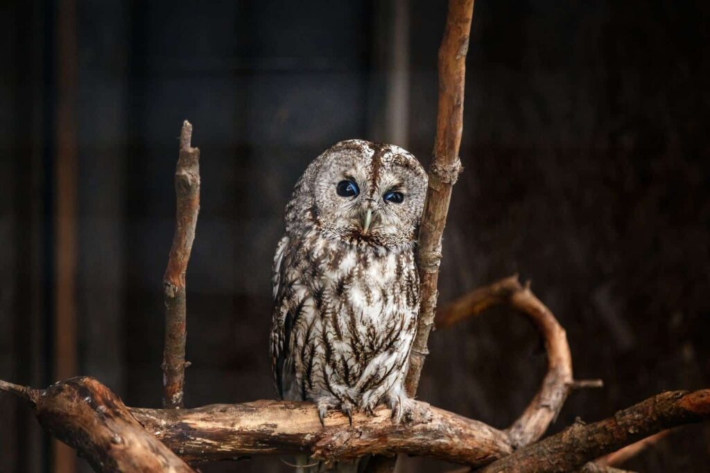Owls In Florida