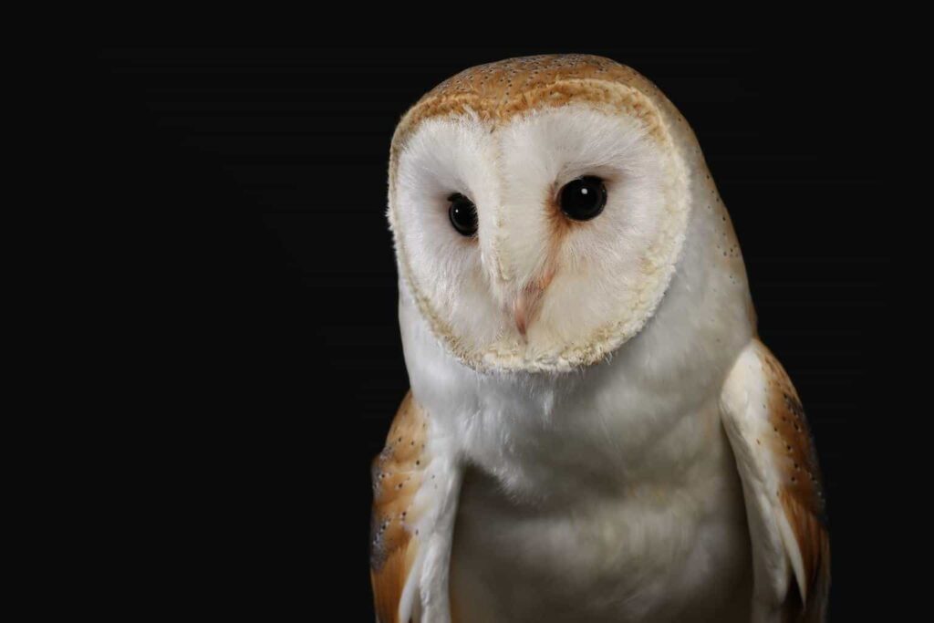 Owls In Hawaii