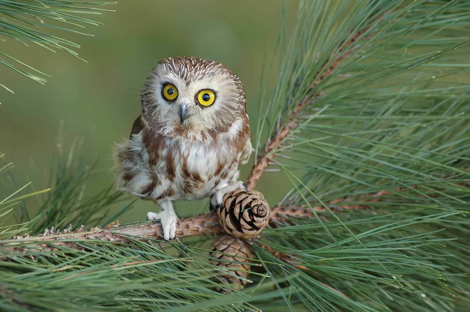 Owls In Kansas