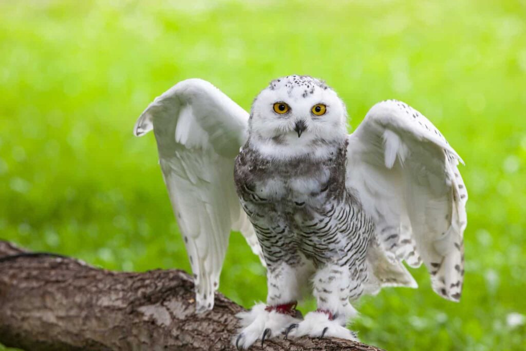 Owls In Maryland
