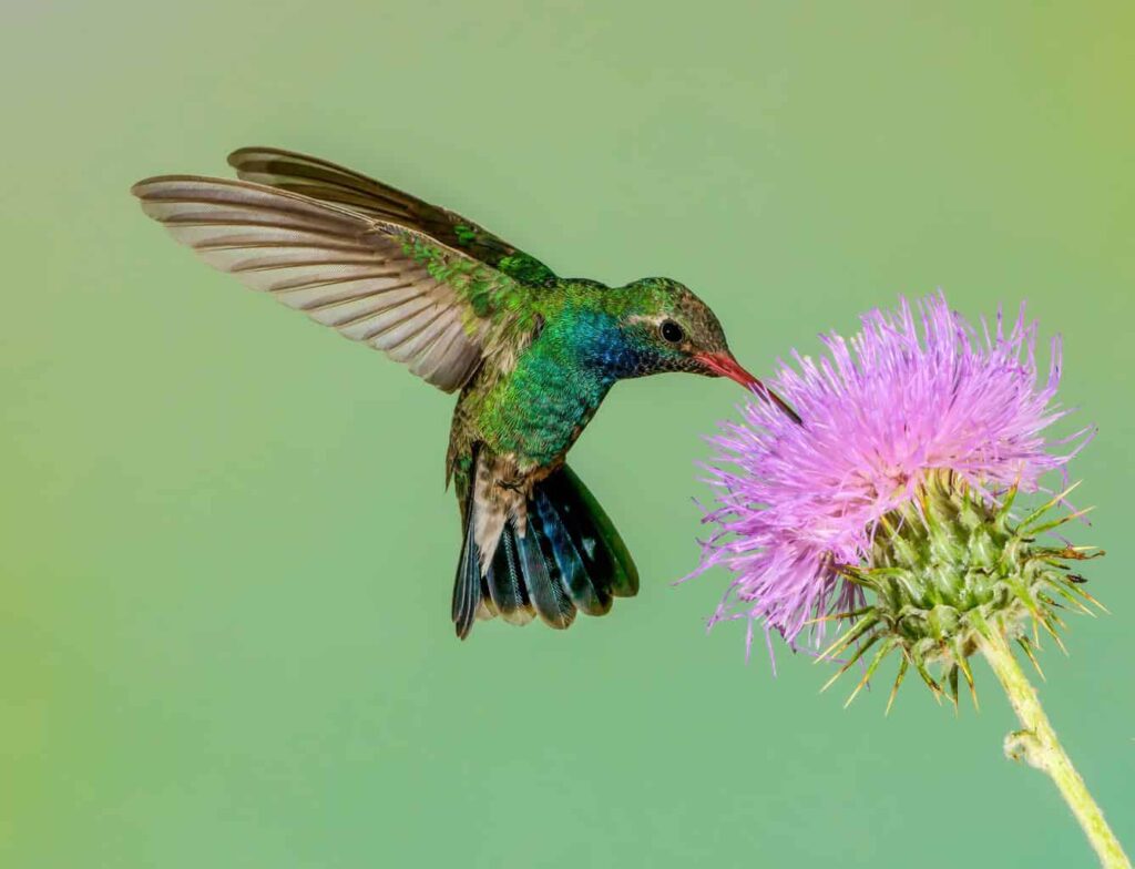 Broad-Billed Hummingbird
