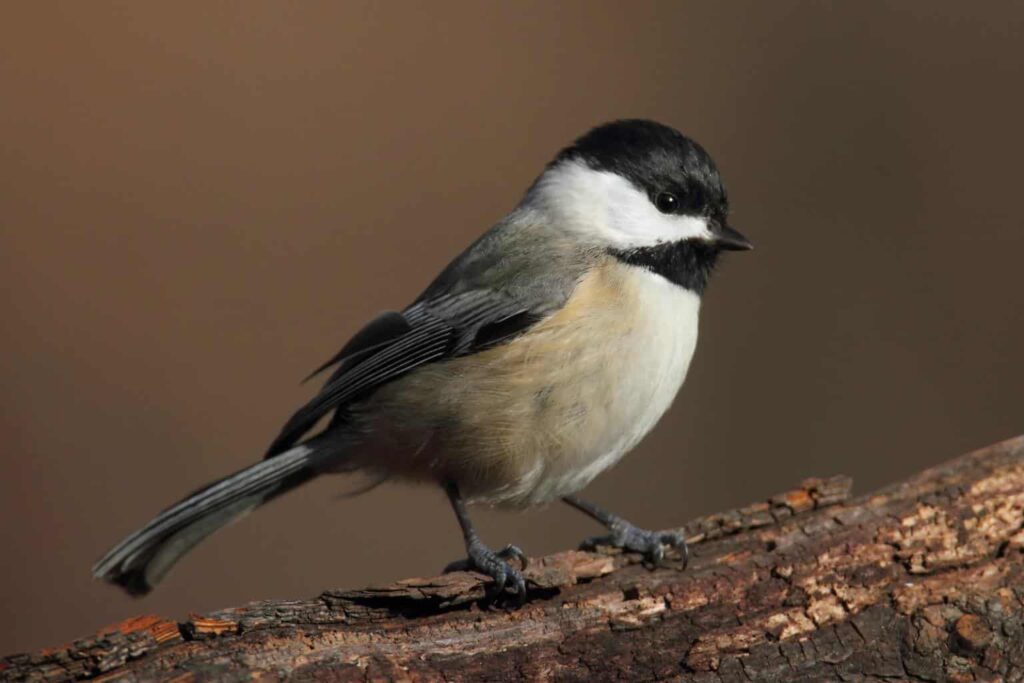Carolina Chickadee