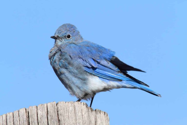 Mountain Bluebird