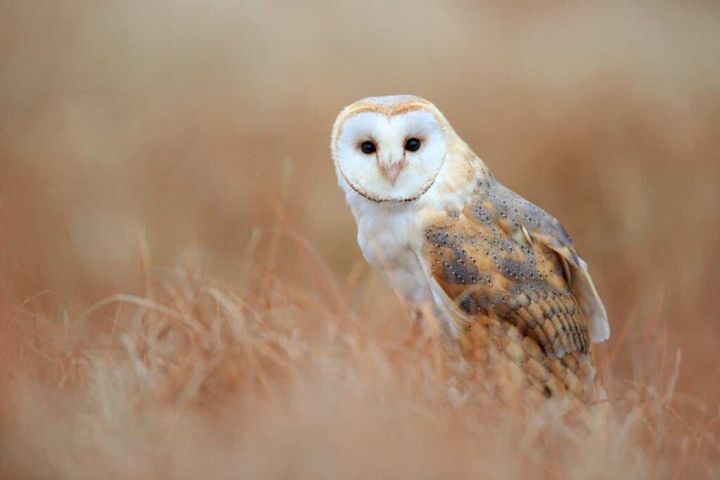 Owls In Masschusetts