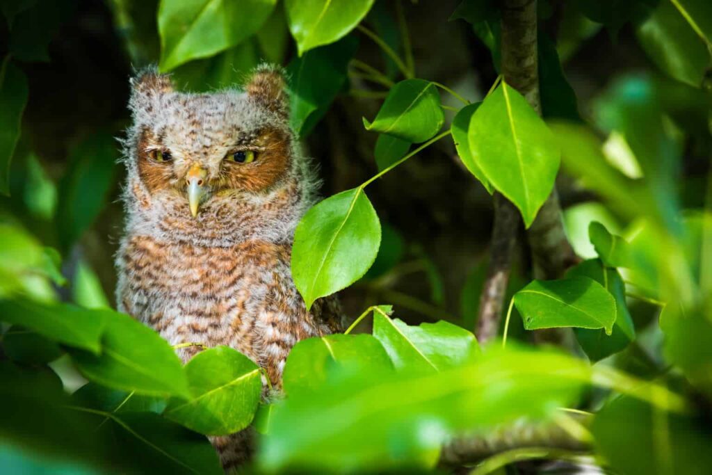 Owls In Missouri