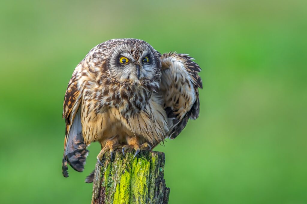 Owls In South Carolina