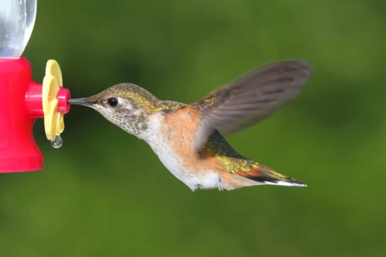 Allen's Hummingbird