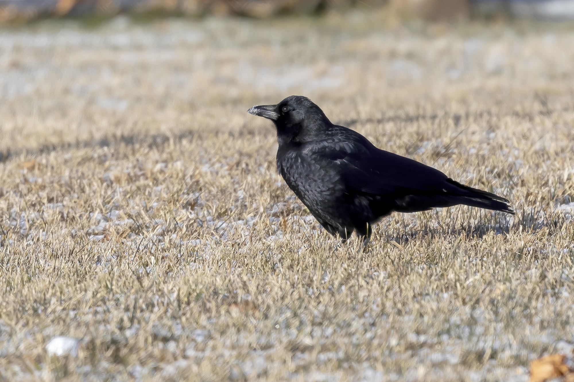 American Crow