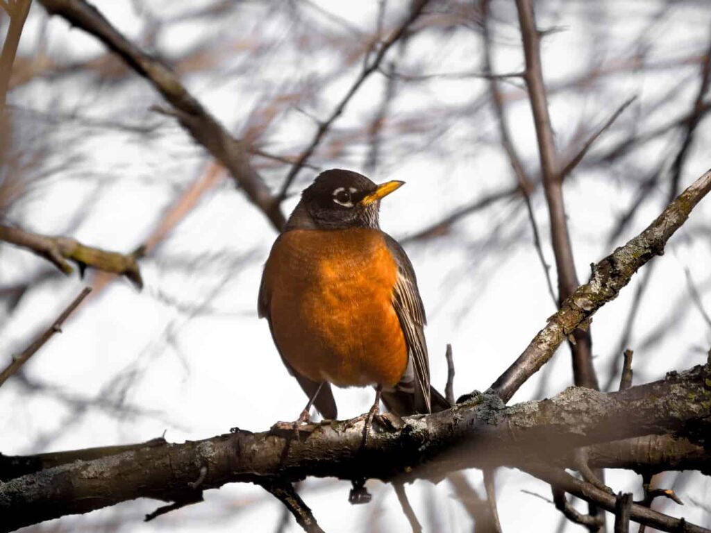 Robin Facts That Sound Fake but Are True 1 American robin showing its orange breast, perched on a thin branch