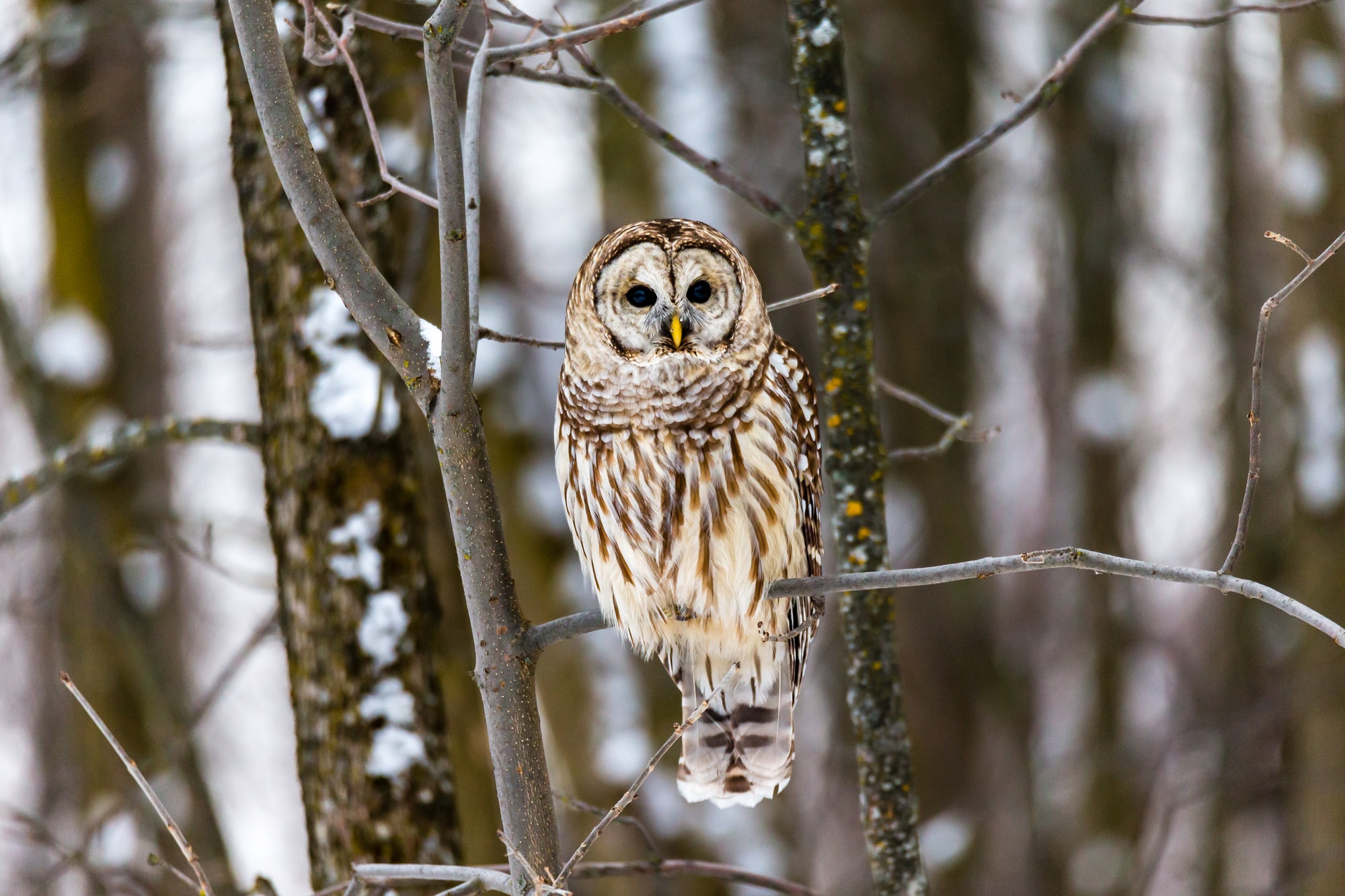 Barred Owl