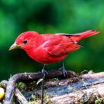 Birds In Connecticut