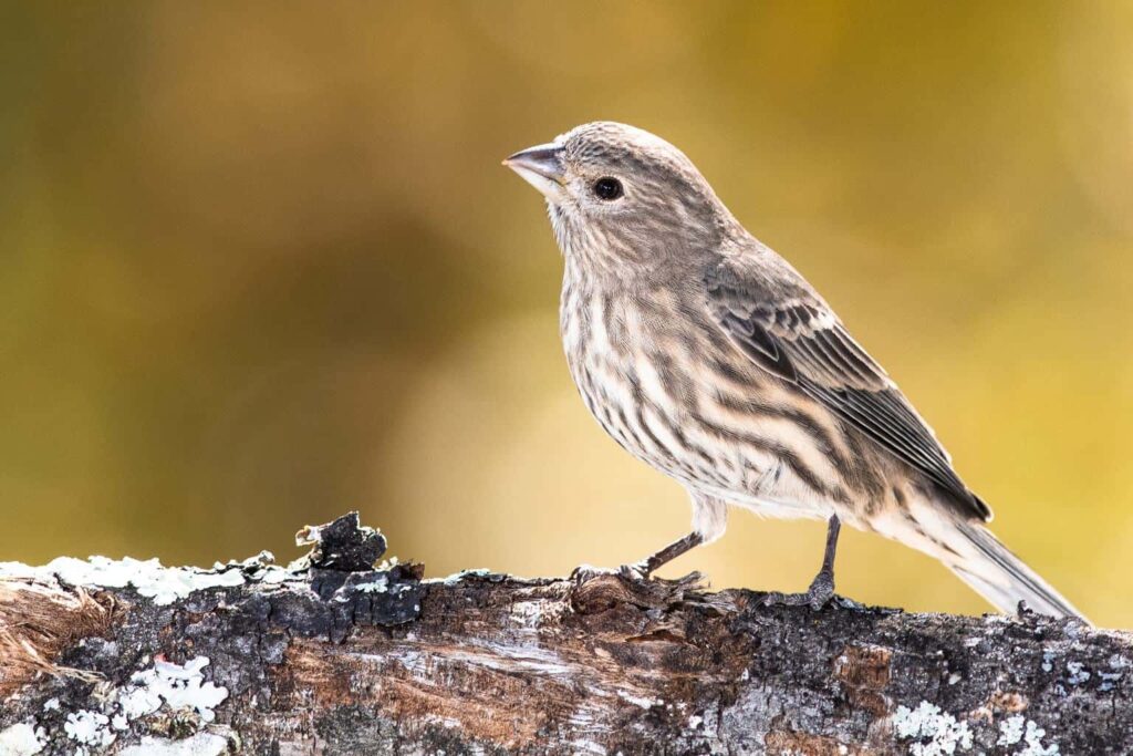 Birds In Delaware