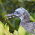 Birds In Hawaii