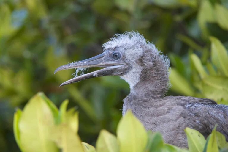 Birds In Hawaii