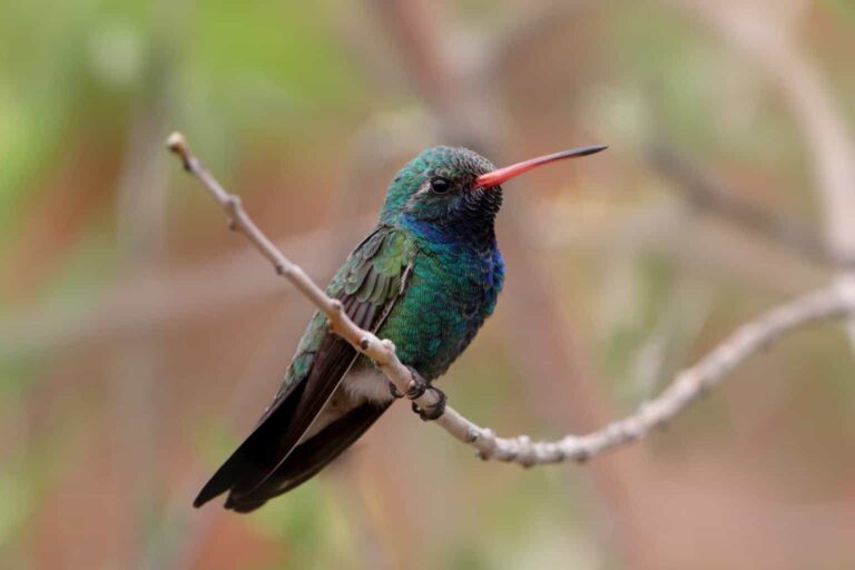 Broad-Billed Hummingbird