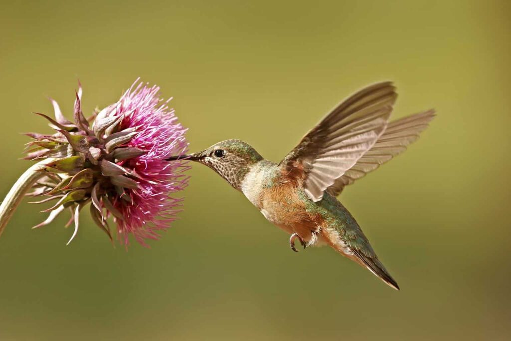 Broad-Tailed Hummingbird