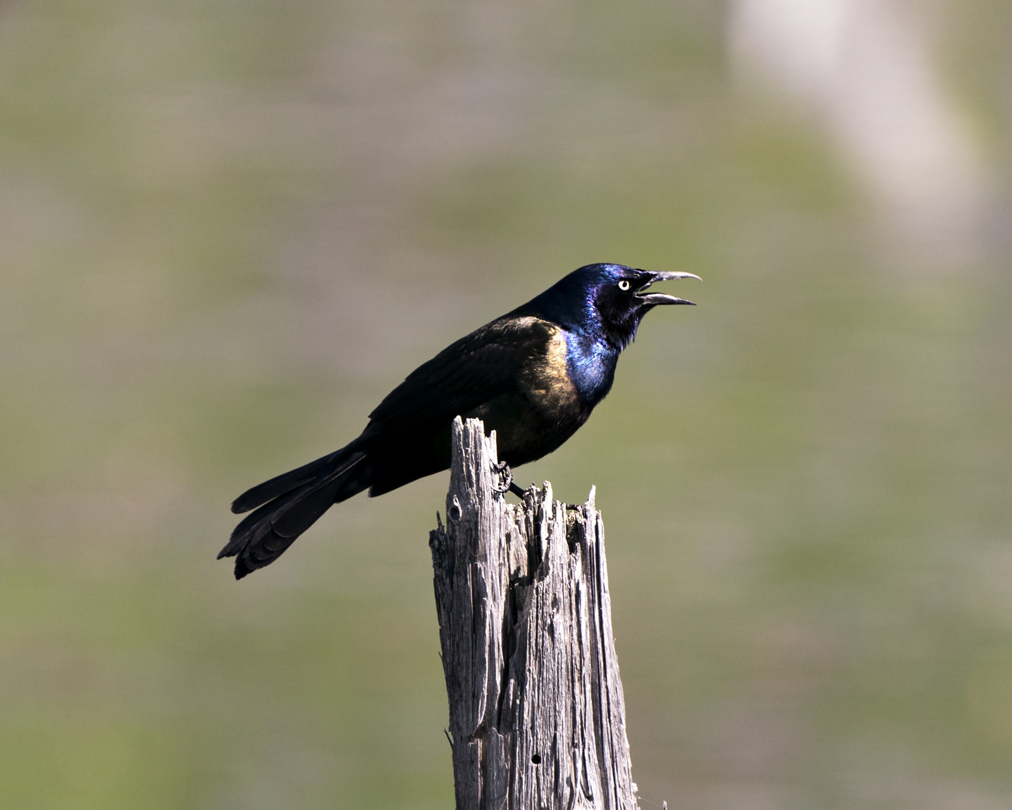 Common Grackle