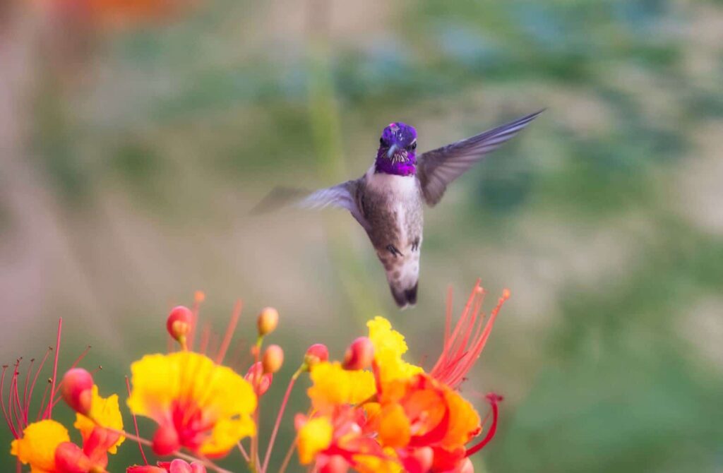 Costa's Hummingbird